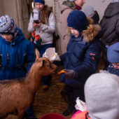Экскурсия для школьников на молочную ферму
