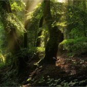 Экологический квест для детей "В затерянном лесу"